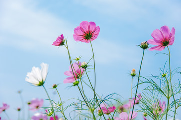 Fototapeta premium Kwiaty Cosmos bipinnatus kwitnące latem / Galsang flower