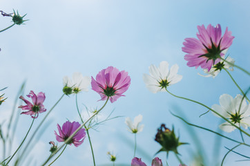 Obraz premium Multicolored cosmos flowers in meadow in spring summer nature against blue sky / Galsang flower