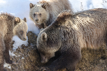 grizzly momma bear and two cubs looking for food 