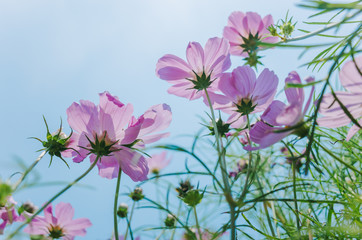 low angle view of cosmos bipinnatus flowers blooming in summer / Galsang flower