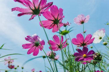 Low angle view of cosmos bipinnatus flowers blooming in summer / Galsang flower, isolated on blue sky