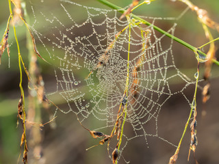 Spider Web Dew Drops