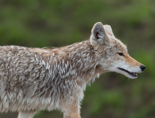 Profile of Coyote Against Green Background