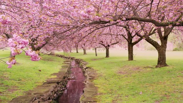 Establishing drone shot in a Japanese cherry tree orchard in full blossom, with camera moving forward between trees along a creek