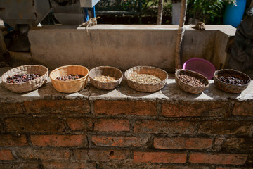 En las cestas de paja hay diferentes granos de maduración del café. 
