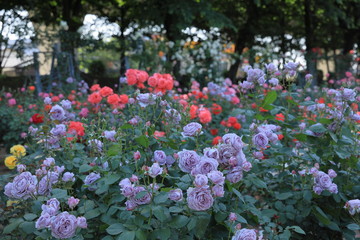 与野公園のバラ