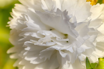 White carnation closeup on a green background.