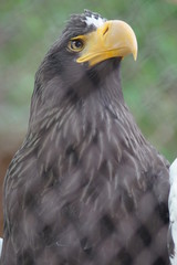 Steller's sea eagle at the zoo. The bird is very large. Eagle only profile, in the front looks like an ordinary chicken.