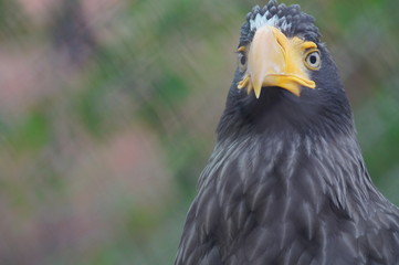 Steller's sea eagle at the zoo. The bird is very large. Eagle only profile, in the front looks like an ordinary chicken.