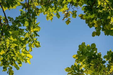 Green tree leafs with blue sky in background