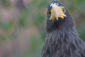 Steller's sea eagle at the zoo. The bird is very large. Eagle only profile, in the front looks like an ordinary chicken.