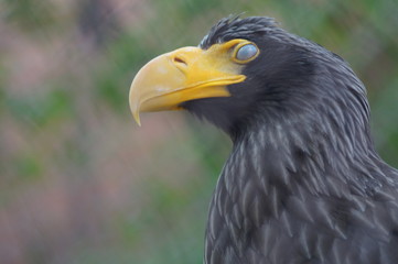 Steller's sea eagle at the zoo. The bird is very large. Eagle only profile, in the front looks like an ordinary chicken.