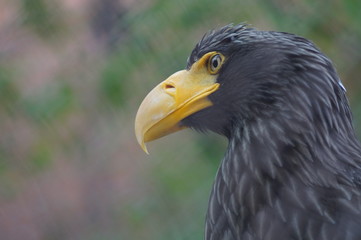 Steller's sea eagle at the zoo. The bird is very large. Eagle only profile, in the front looks like an ordinary chicken.