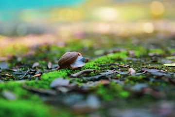Snail on moss natural green blur background.