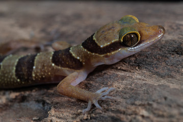 Dumnui's Bent-toed Gecko : Cyrtodactylus dumnuii