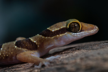 Dumnui's Bent-toed Gecko : Cyrtodactylus dumnuii