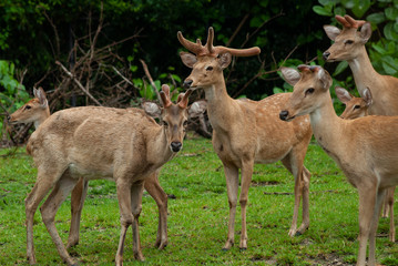 Group of Eld's deer, Thamin, Brow-antlered deer in Zoologigal Park, Thailand