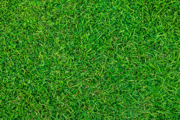 Green grass pattern and texture for background