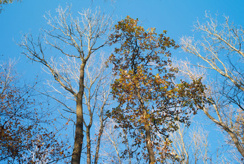A Fall Scene - One Tree Without Leaves and One Tree with its Last Leaves