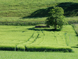 Weizenfeld vor einem Baum und Zaun