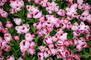 seamless background with flowers