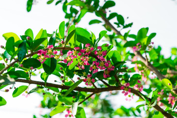 Malpighia glabra Linn flowers