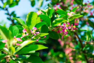 Malpighia glabra Linn flowers