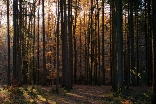 Trees, Orange, Golden and Green Leaves and Beautiful Golden Light - An Autumn Scene in the Forest © Dietmar