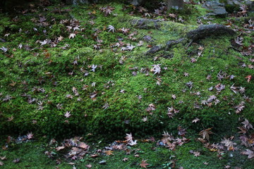 flowers in the garden