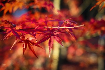 red maple leaves in autumn