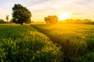 Obraz premium Beautiful sunset over the paddy fields
