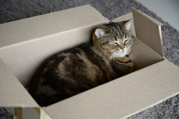 beautiful  Funny cat in box on wooden background
