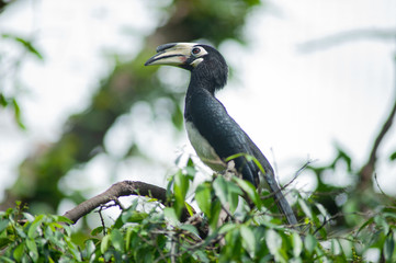 Oriental pied hornbill(Anthracoceros albirostris) stair at us on the branch in nature