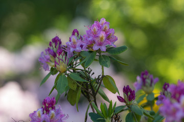 blooming purple rhododendron