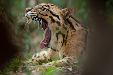 Portrait of Beautiful Adult male Clouded Leopard (Neofelis Nebulosa)