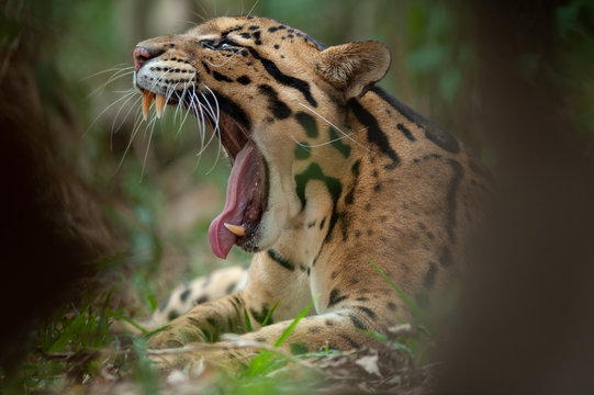 Portrait of Beautiful Adult male Clouded Leopard (Neofelis Nebulosa)