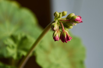 Obraz premium blossoming of red flowers of a geranium
