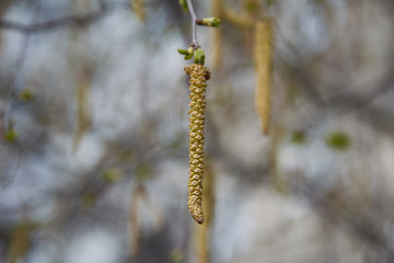 birch earring in the spring