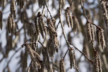 Naklejka premium the tree prepares for blooming of leaves
