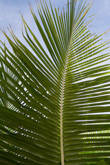 A detail of tropical leaves