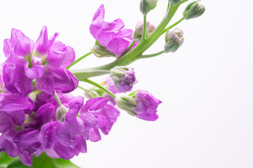 beautiful small purple flowers on a white background close-up