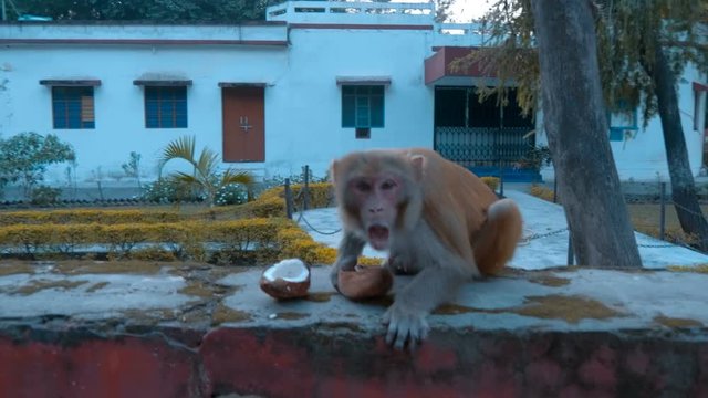 The monkey frightened a passerby, then took a opened coconut and began to eat the stuffing, then began to eat Indian sweets.