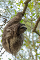 Three-toed sloth in Costa Rica. wildlife