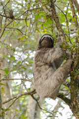 Three-toed sloth in Costa Rica. wildlife