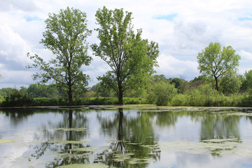 Cottonwood trees with reflection at Turtle Pond at Midewin National Tallgrass Prairie