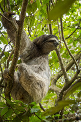 Three-toed sloth in Costa Rica. wildlife © MarcoDiaz