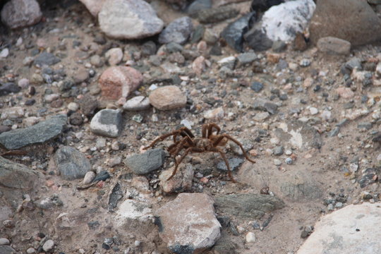 Acanthoscurria sternalis - Tar&aacute;ntula, ara&ntilde;a pollito, Amaicha del valle Tucum&aacute;n