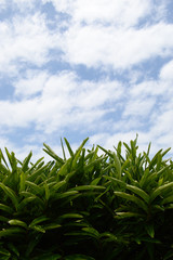 Obraz premium 空に伸びる南国の葉