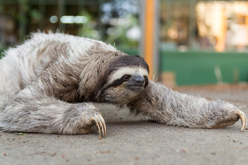 Three-toed sloth in Costa Rica. wildlife
