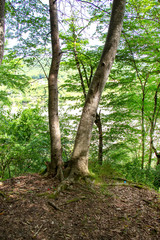 Green beautiful forest early in the morning